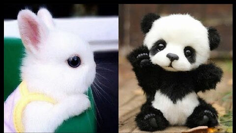 Cute baby animals videos-compilation