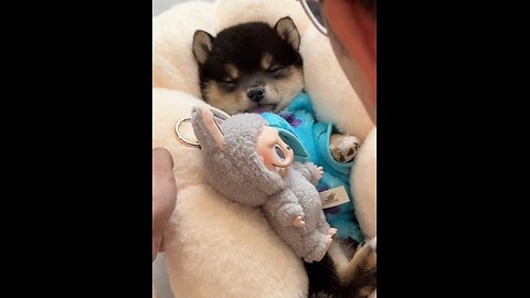 The puppy falls asleep in just three seconds.