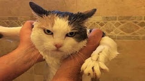 Funny animals - Funny cats / dogs - Funny animal videos