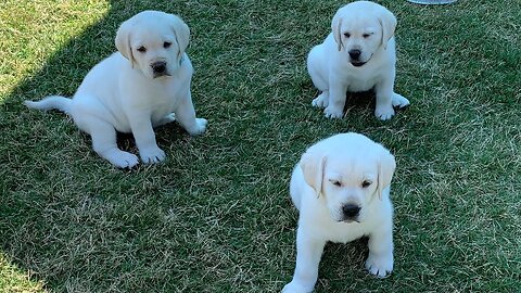 GREAT! Adorable Lab Puppies Playing