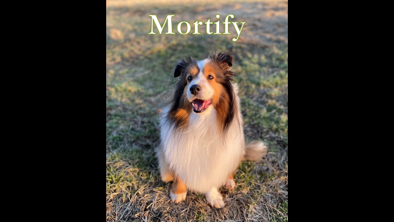 Mortify, 2102023