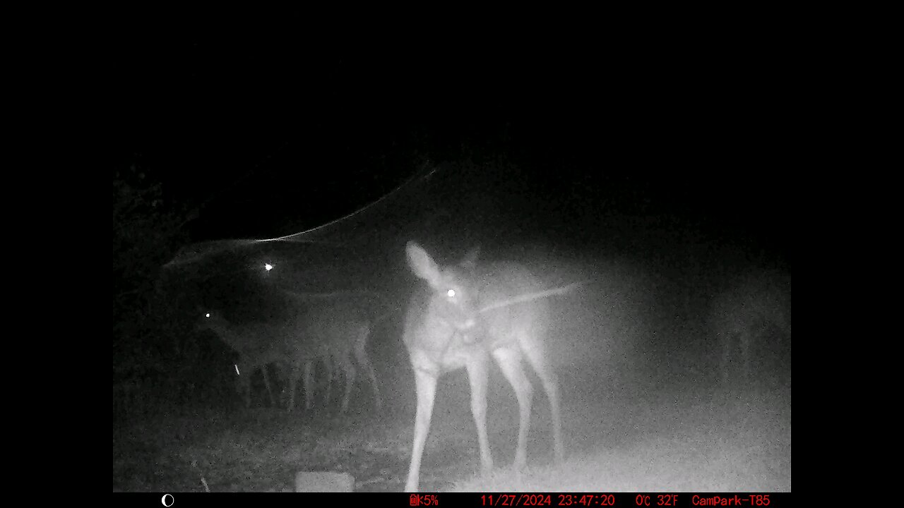 Deer Cam 11-27-2024 Foggy