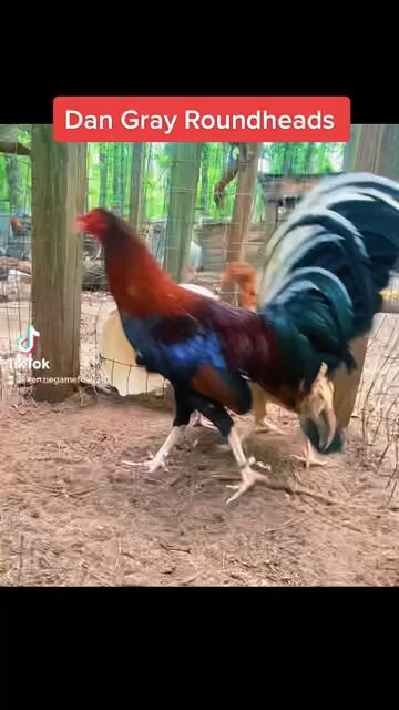 Beautiful Dan Gray Roundheads