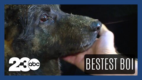 Former K-9 recovering after falling into 40-foot well