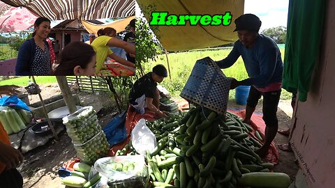 (Zero politics) A Local Family Farm in Action - Philippines