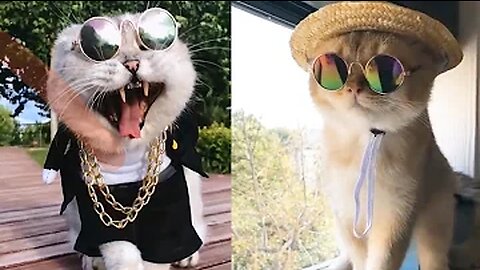 Cute Dogs and Cats | Funny Cats and Dogs Videos Compilation 2019 | Cute Is Not Enough