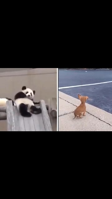 Funny Animal Compilation