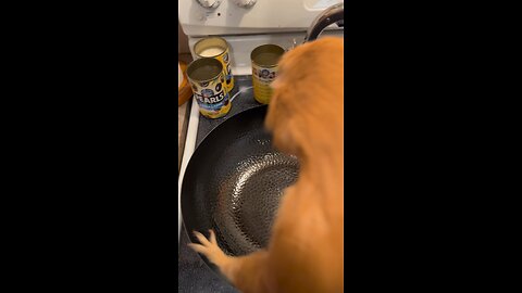 Putting guinea pig in my soup