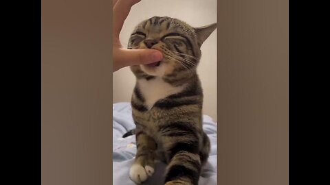 Trending Cute Cats Funny Fail ops Moments Clips😍🐈🐈 ll