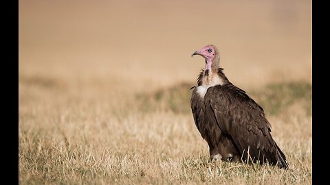 5 Fun Facts About The Hooded Vulture