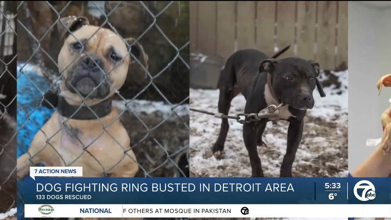 Nonprofit housing 133 dogs saved from dog fighting ring looking for donations