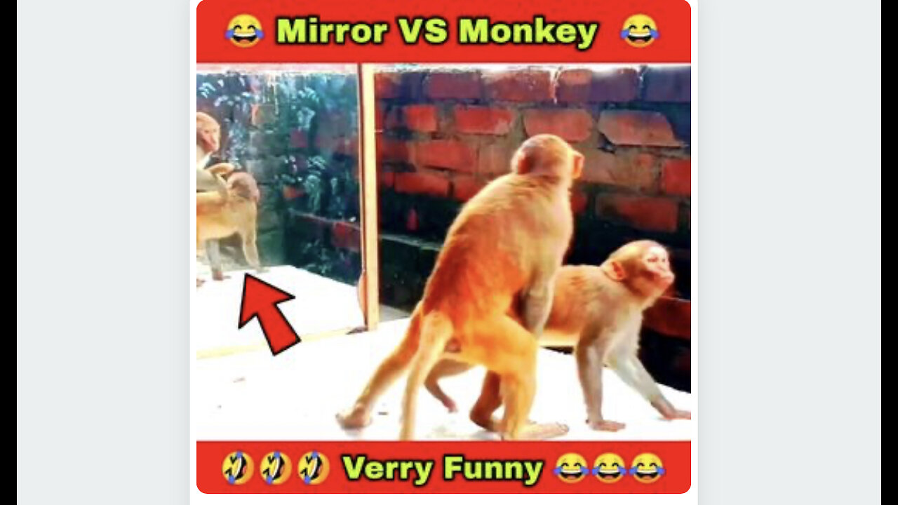 😂You can’t stop laughing ll Mirror VS Monkey prank ll very funny video