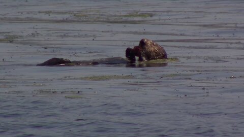 Elkhorn Slough Electric Catamaran - Otters, Seal Lions, and Pelicans!