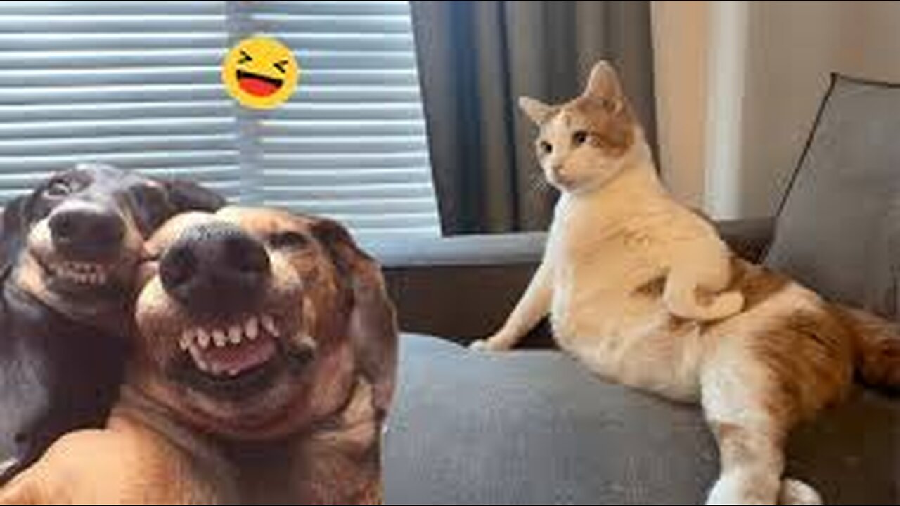 Funny Dogs And Cats Videos 2024 😅 You won't believe what you'll see