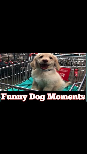 Funny dog