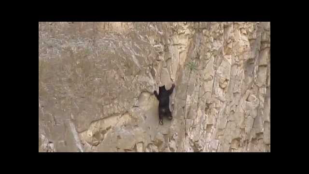 Rock Climbing Bears