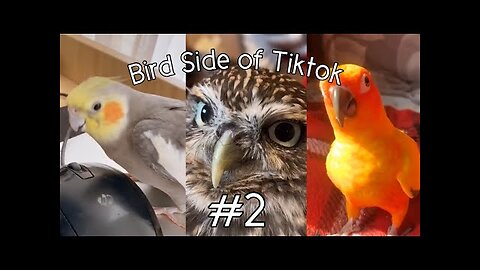 Bird Side Of TikTok #2