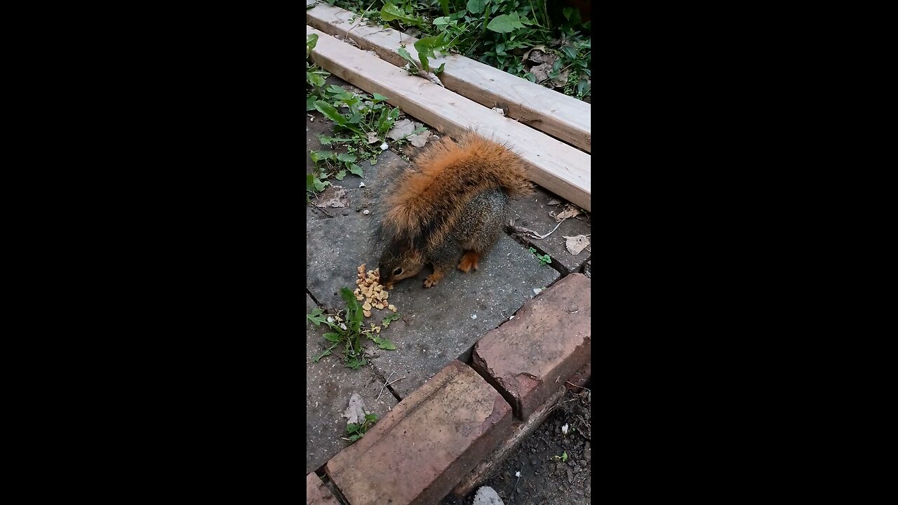 feeding and petting my girl squirrel 🐿️