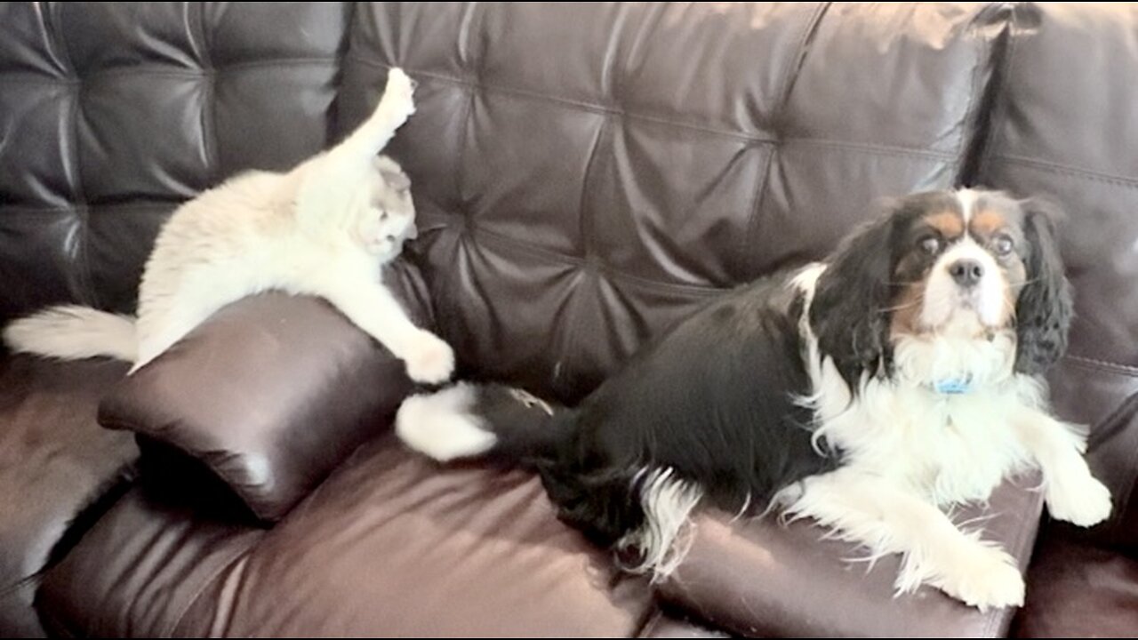 Ragdoll And Cavalier King Charles Are The Cutest Pair