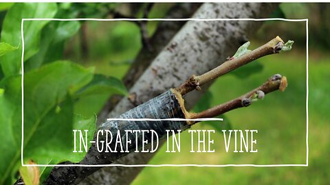 In-Grafted in the Vine - Pastor Jeff Payton