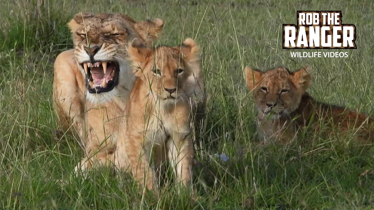 Lioness With Three Cubs | Maasai Mara Safari | Zebra Plains