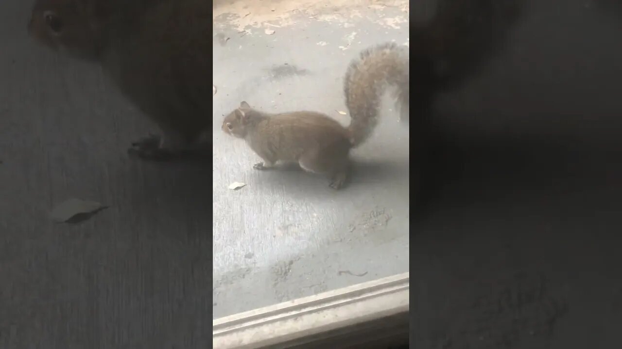 Grey Squirrel Sciurus Carolinensis