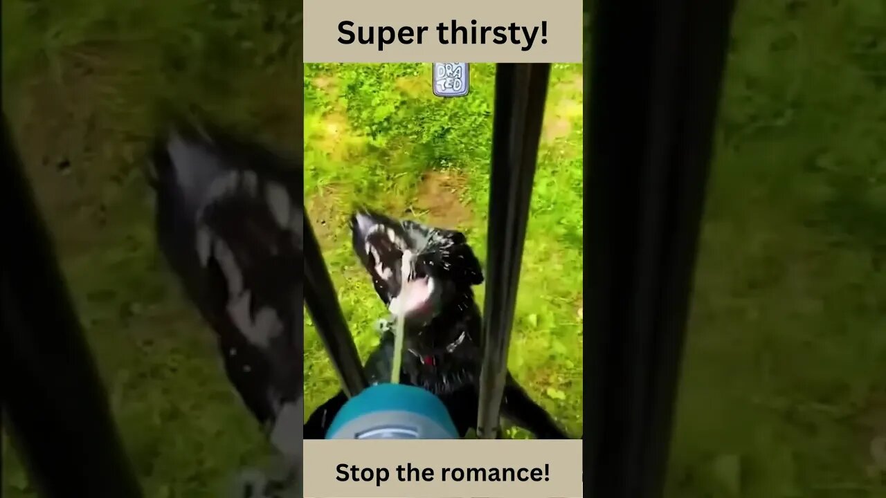 Super thirsty! funny animal videos, funny dogs#shorts