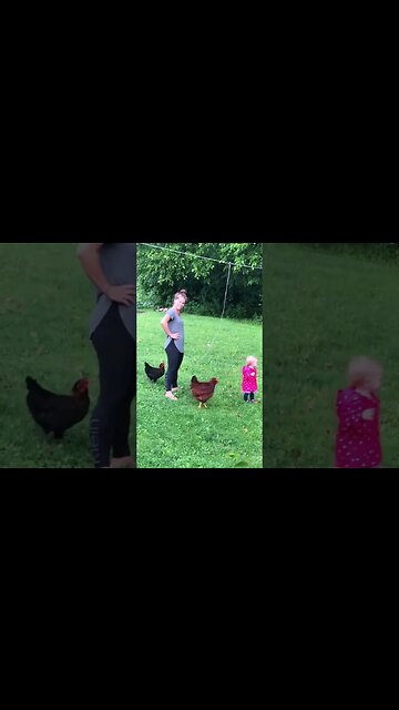 Chicken follows Baby