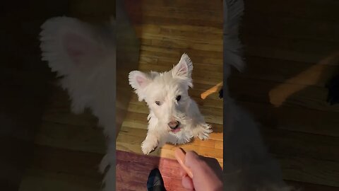 Hot dog time