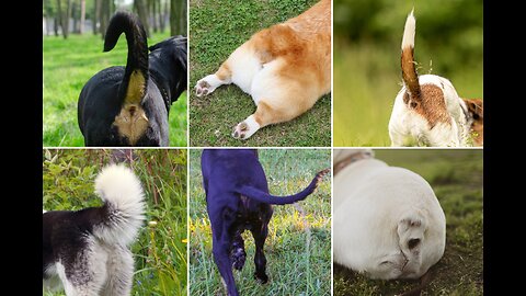 Why Do Animals Have Tails ? 🐾 It's Complex But Surprising !