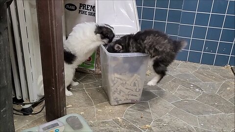 Pomsky pups