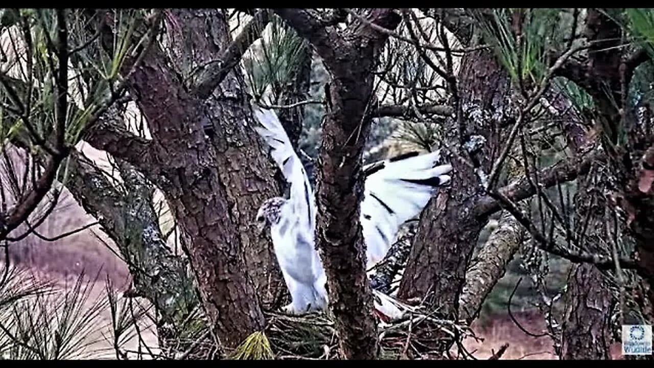 Angel and Mate Building The Nest 🌲 02/11/23 11:28