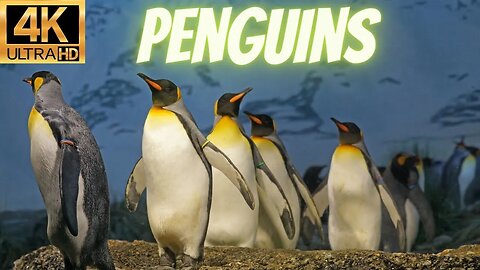 Penguins in 4K / Antarctica with BEST RELAXING MUSIC - Rare & Colorful Sea Life Video