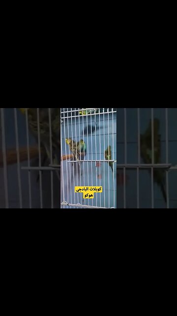 كوبلات البادجي هوكو روعة