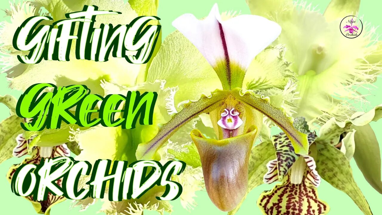 Gifting Orchids BUT the RIGHT Way | A Message within a Message Orchid Blooms & COLOR #ninjaorchids