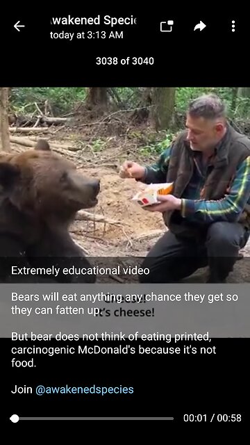 Documentary: Footage of a Bear Rejecting McDonalds Food