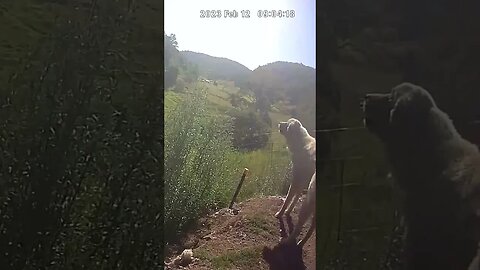 Maremma talking to caretaker while he works 😆