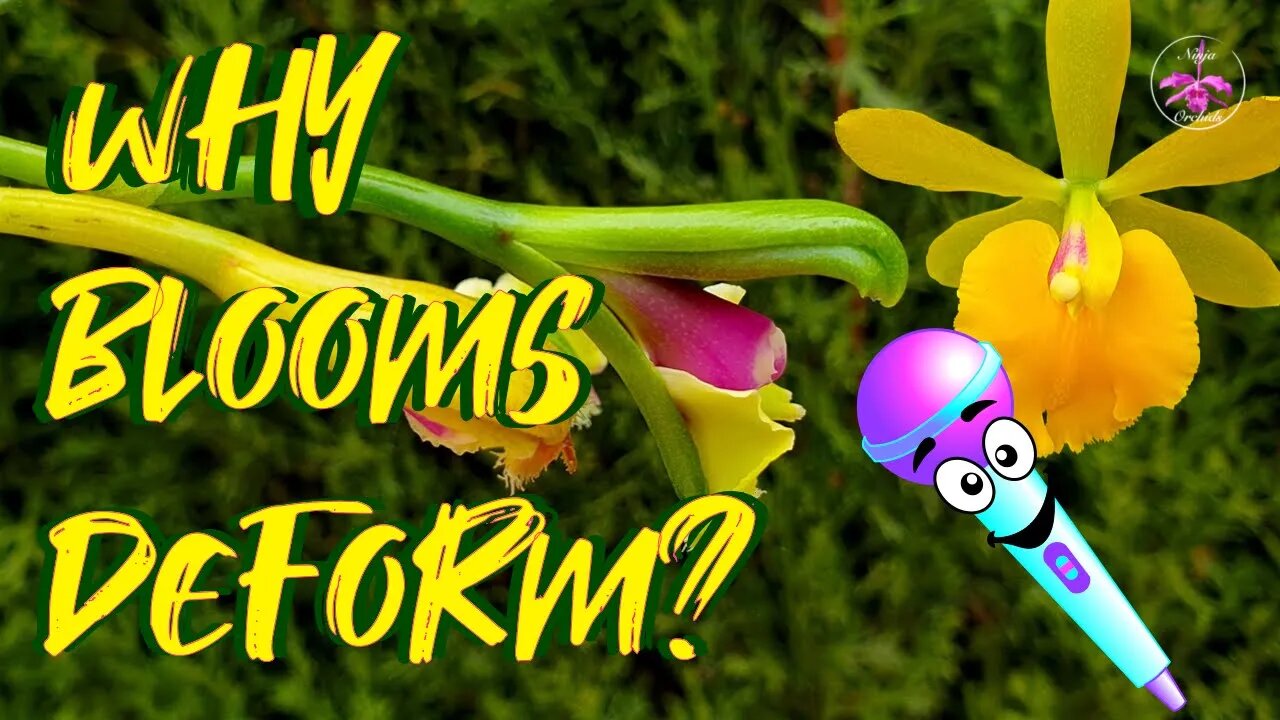 🎤Why Orchid Blooms Bloom Deformed? How to avoid Deformed Orchid Blooms #ninjaorchids #livestream