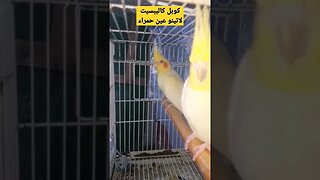 كوبل كاليبسيت لاتينو عين حمراء روعة