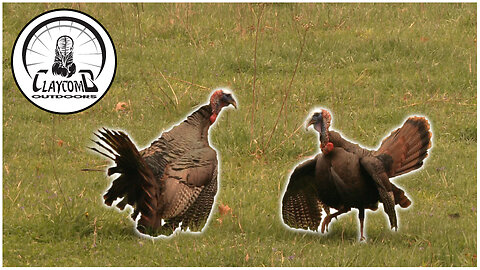 BEST WILD TURKEY FIGHT on the internet! Gobbler fighting purrs