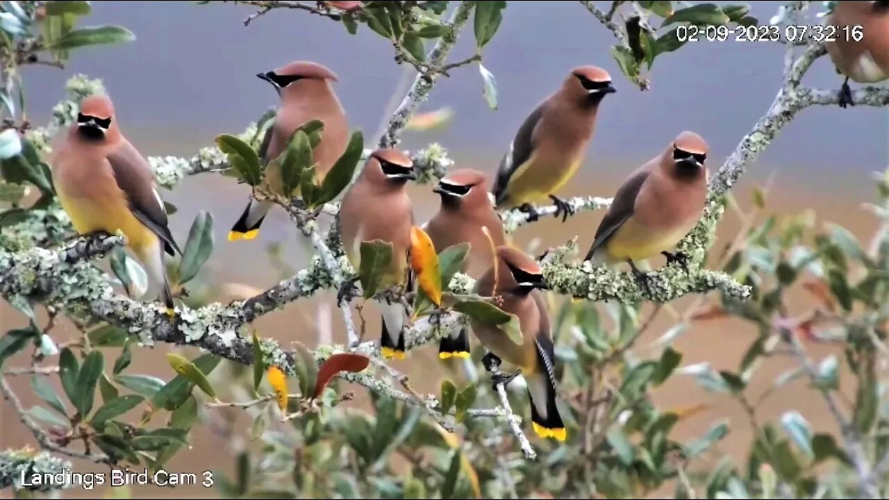 An Oak Full Of Cedar Waxwings 🌳 02/09/23 07:30