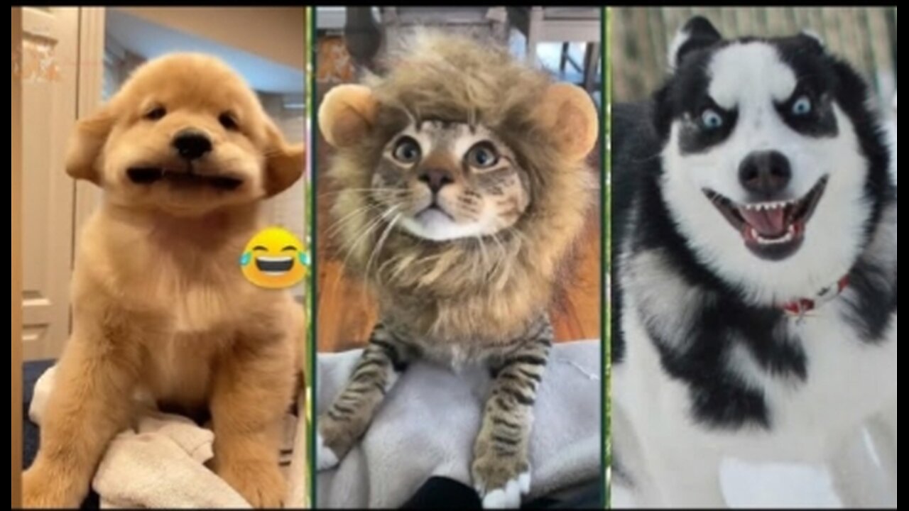 #funnydogs #funnycats ##funnyvideo