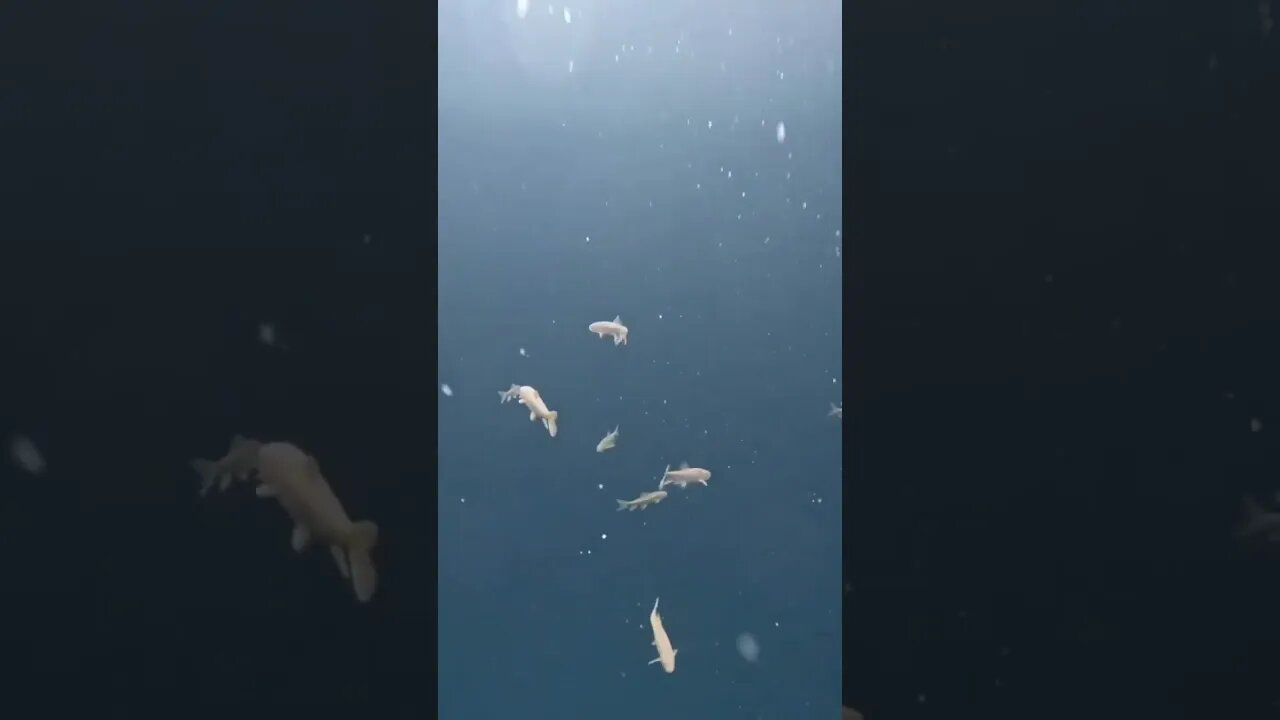Beautiful underwater shooting in Kolsai lake