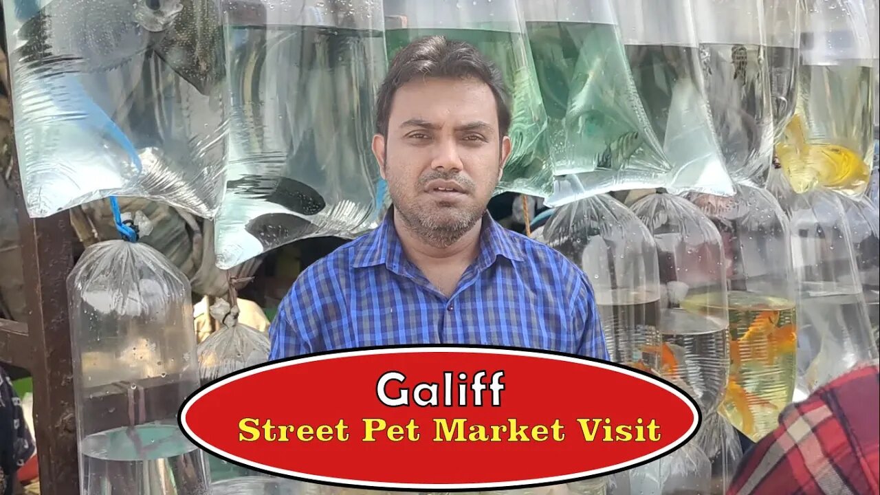 Galiff Street Pet Market Visit | #galiffstreetpetmarket | @BikisAviary