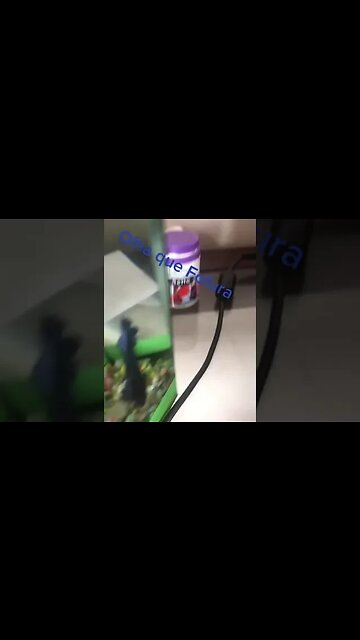 OLHA O MASCOTE DO TIKTOK #tiktok #viralizou #meme #comedia #infantil #beta #peixe #lindo #shorts