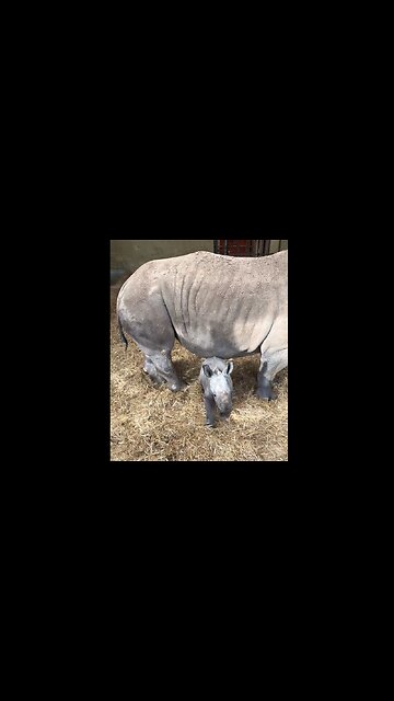 Baby Rhino
