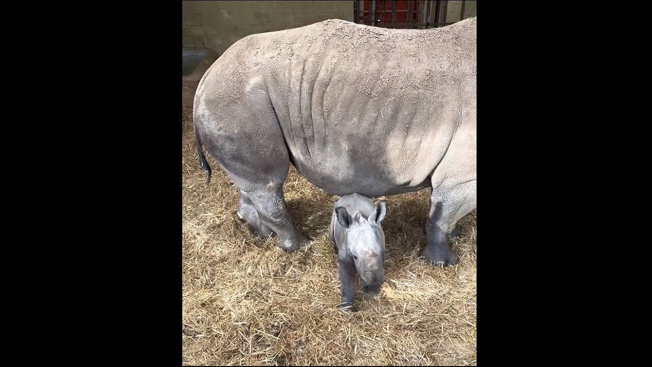 Baby Rhino