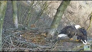 Hays Eagles Mating on the Nest Branch 2023 01 28 906AM