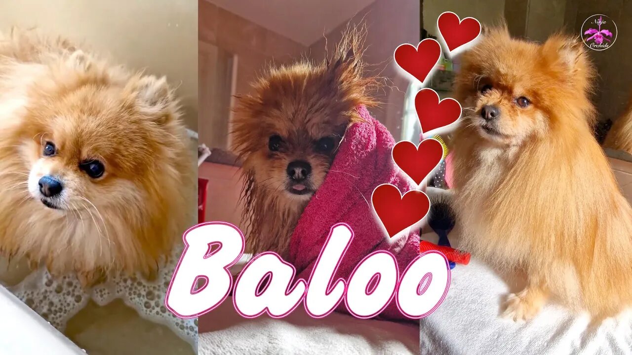 🥰🐾Paradise for a German Spitz 🐾🥰 Baloo #ninjaorchids #spaday