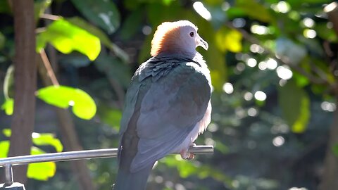 CatTV: Sulawesi Greeen Imperial pigeon @ San Diego Zoo